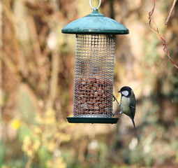 great tit feeding