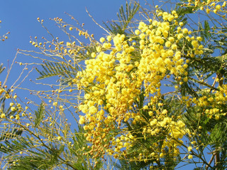 mimosa tree