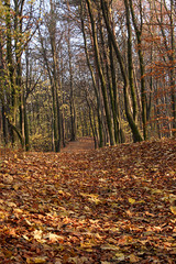 fall alley