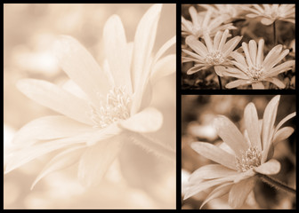 sepia floral postcard collage