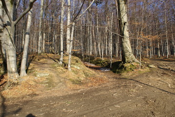 forests