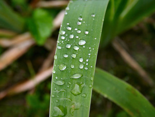 morning dew