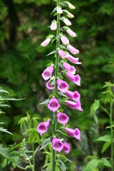 digitale dans un parc en angleterre