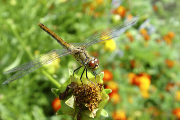 dragonfly on a plant.