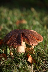 toadstool