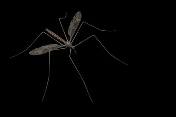 mosquito