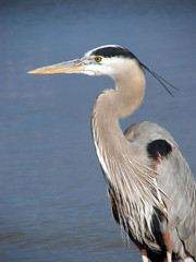 great blue heron