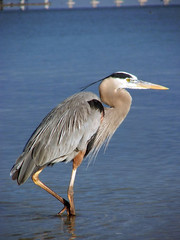 great blue heron