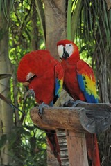 duo coco, perroquet 2