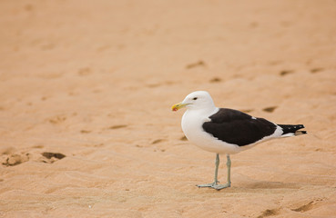 seagull #8