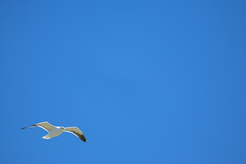 Fototapeta na wymiar seagull #20