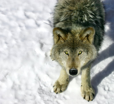 gray wolf looking up at you
