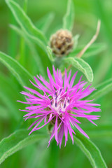 centaurea