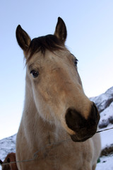 Fototapeta premium horse's head