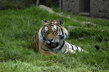 Fototapeta na wymiar yawning tiger