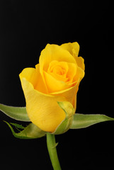 yellow rose