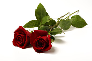 zwei rote Rosen auf weissem Hintergrund