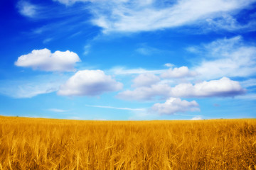 Fototapeta premium beautiful landscape