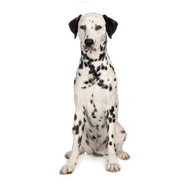 dalmatien