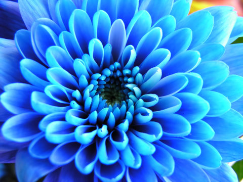 Fototapeta blue flower