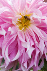 yellow bee on a pink dahlia