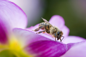 small bee on petal of flower