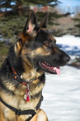 german shepherd