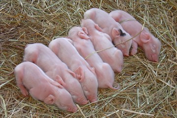 newborn pigs
