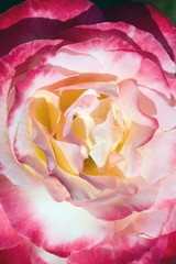 Fototapeta na wymiar closeup of a rose