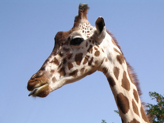 giraffa
