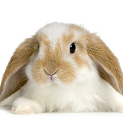 Fototapeta premium lapin bélier sur fond blanc