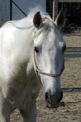 Fototapeta premium white horse