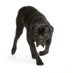 cane corso italiano