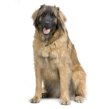 leonberg
