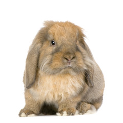 lapin bélier sur fond blanc