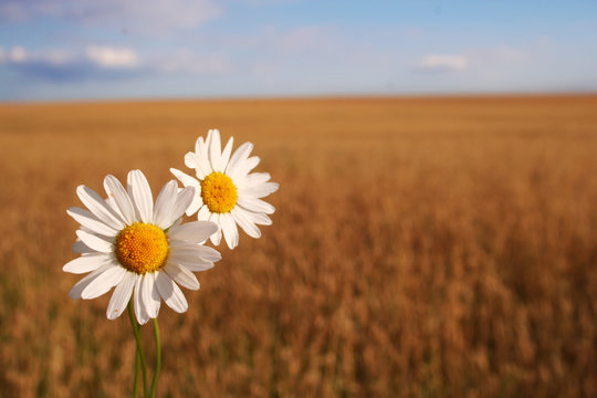 Camomile On The Corn Field