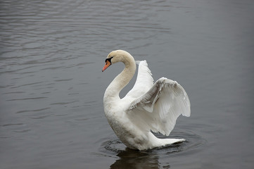 cygne
