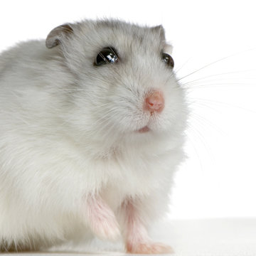 10 Best Hamster Russe Images Stock Photos Vectors Adobe Stock
