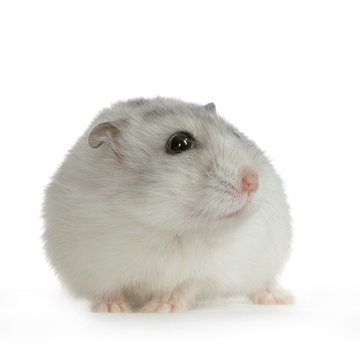 10 Best Hamster Russe Perle Images Stock Photos Vectors Adobe Stock