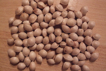 samen ginko biloba