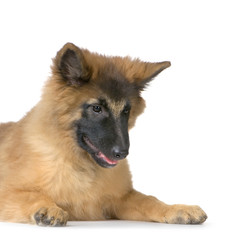 chiot tervuren
