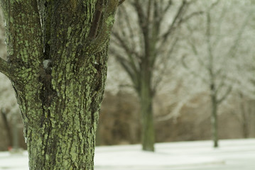 moss and fungus covered tree trunk