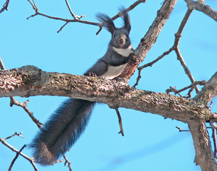 red squirrel (sciurus vulgaris)
