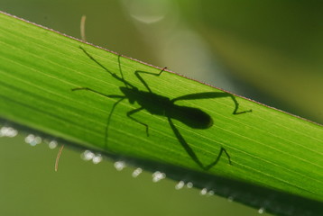 nature insect