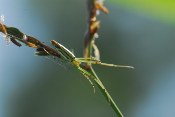 nature spider