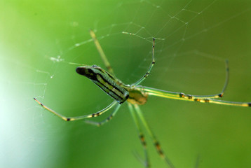 nature spider