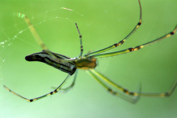 nature spider