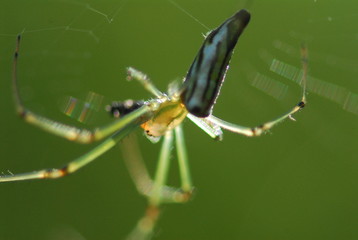 a green spider