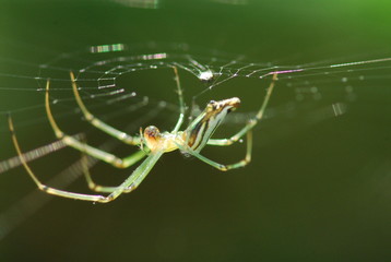 nature spider