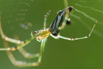 nature spider